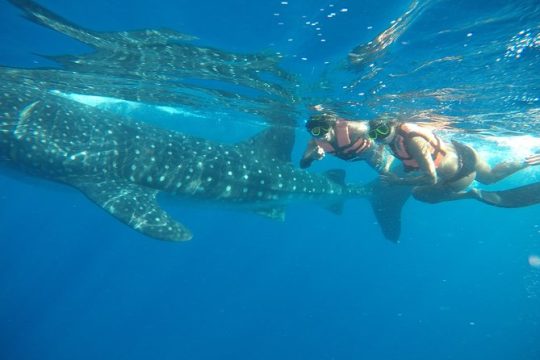 Exciting Swim with Whale Sharks Tour