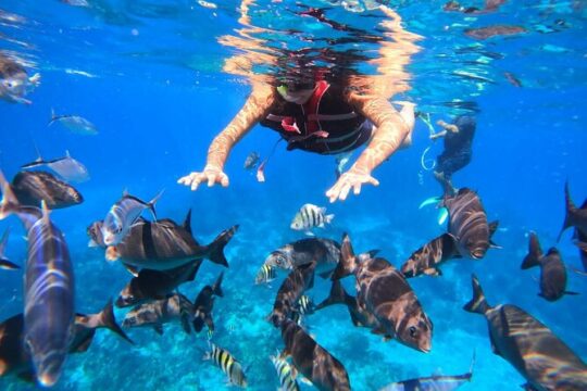 Classic Cozumel Tour, 2 hours of snorkel + Round Transportation