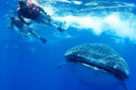 Private Whale shark Ecofriendly tour from Cancun