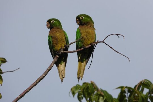 Birds of the Mayan World 2 / Route of the cenotes