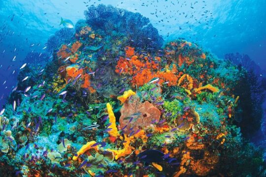 Discover Scuba Diving - One Tank at Coral Reef