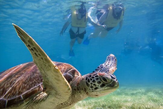 Tulum Ruins, Turtle Sighting and Underground Caves