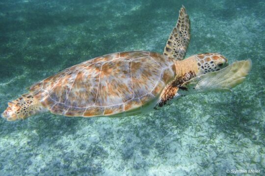 Marine Turtle Snorkeling Private Tour