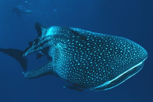 Private Tour Whale Shark Swim Adventure in Cancun