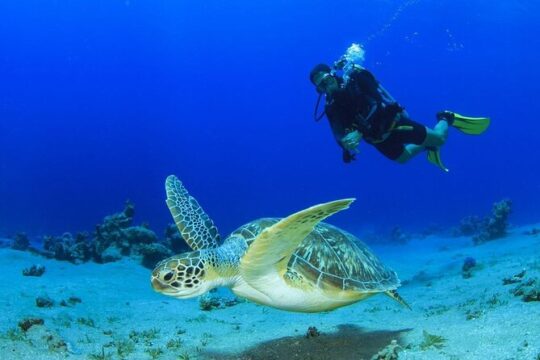Scuba Referral Dives & Beach Club with Transportation In Riviera Maya