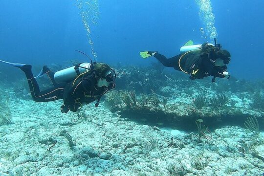 2 Tank Reef Dive in Mexico