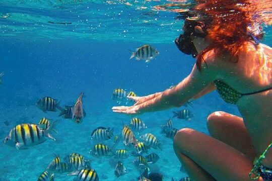 Colorful tour through the underwater world of Cozumel snorkel.Transport included