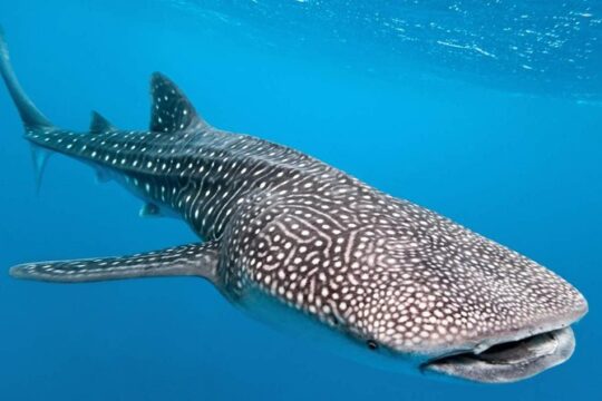 Whale Shark Encounter Experience in Cancun (Snack Lunch included)