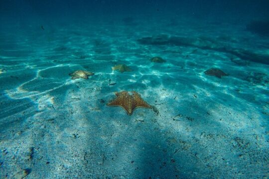 Wonderful snorkel tour at 3 different reefs in Cozumel for the best price!