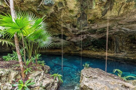 Spider Monkey, Coba and Cenote