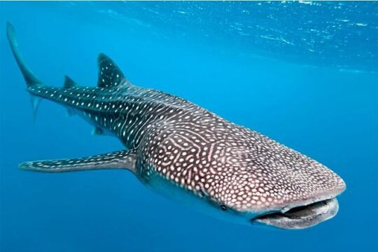 Private and Shared Whale Shark Tour from Tulum