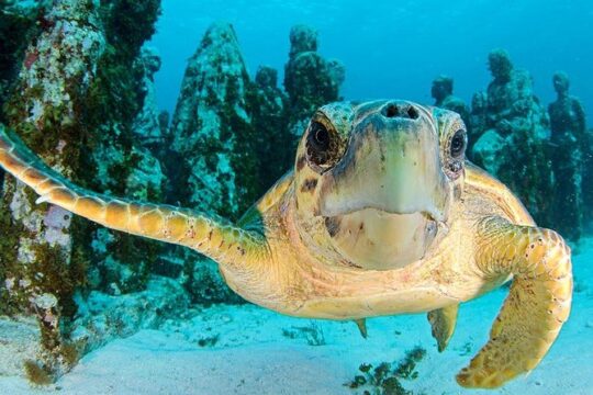 Snorkeling Experience in Cancun - Hands Underwater Museum