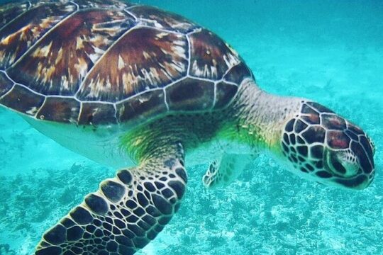 Visit Tulum Mayan Ruin Snorkeling with Turtles with from Cancun