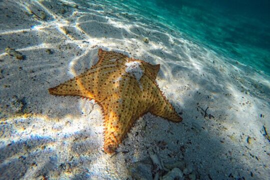 Amazing tour to Cozumel. Snorkeling adventure to find an underwater world!