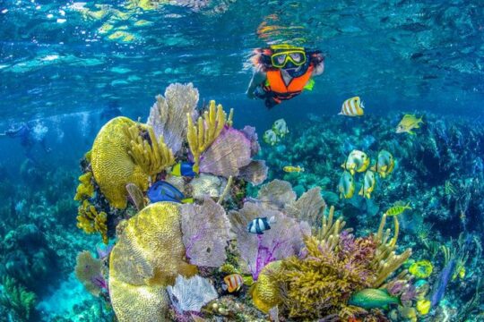 Reef Snorkel In National Park In Puerto Morelos With Lunch And Transportation