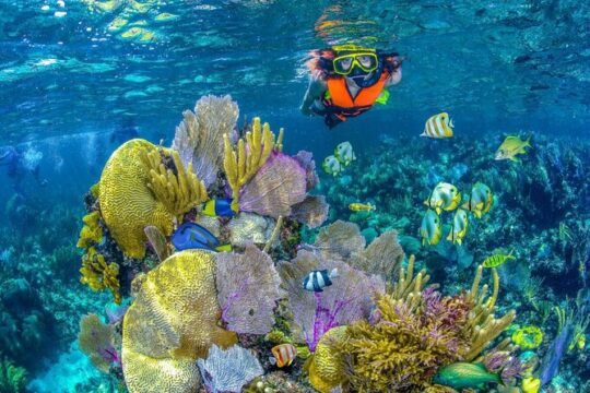 Half Day Guided Snorkeling Adventure Tour from Cancun