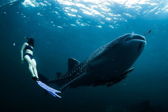 Whale Shark Snorkel Experience in Cancun (Snack Lunch included)