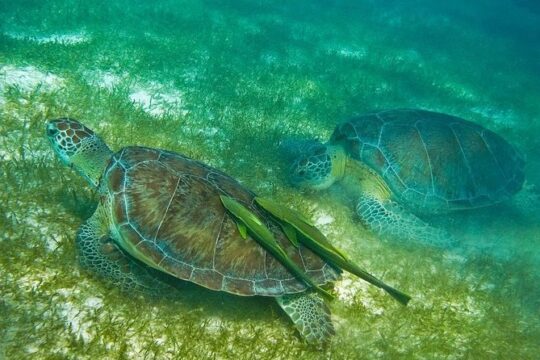 Turtles and Cenote from Cancun