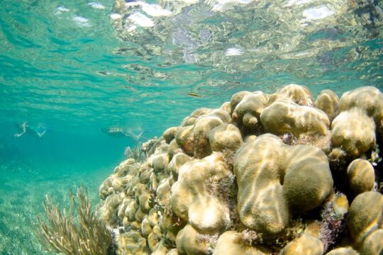 Guided Tour of Puerto Morelos Reefs with Snorkeling Experience