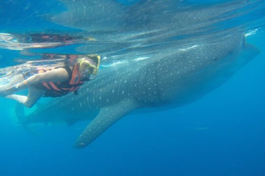 Full-Day Whale Shark Tour Puerto Morelos with Pickup and Lunch