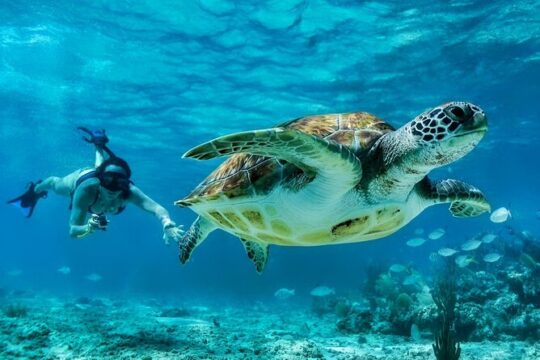 Private Tulum Mayan Ruins & Swimming with Turtles Experience