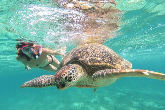 Full Day Tour to Tulum Cenote and Swim with Turtles in Akumal