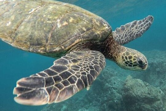 Tulum Ruins & Turtles Swim! Round Transportation From Cancun & Riviera Maya