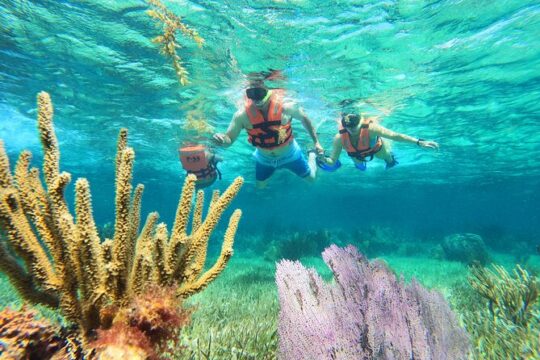 Amazing Snorkeling Experience + Real Mexican Tacos