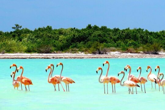 Holbox Island Magic Tour from Cancun