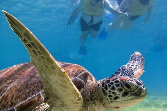 Tour to Cenotes and Akumal with Swim with Turtles with Transportation