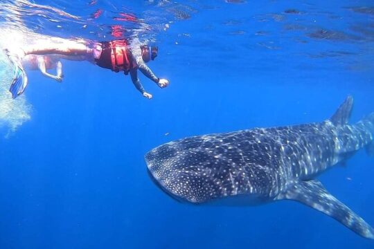 Whaleshark Encounter Adventure in Cancun with Lunch and Transport