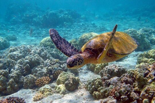 Eco Tour at Sian Kaan! Snorkel and Safari from Cancun