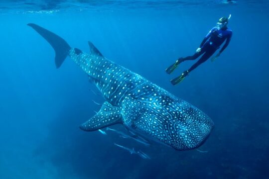 Cancun Whale Shark Encounter
