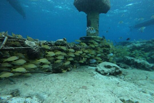 Cozumel Awesome Snorkel Experience! Round Transportation & Adventure