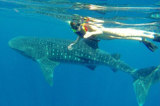 Cancun whale shark tour with transportation