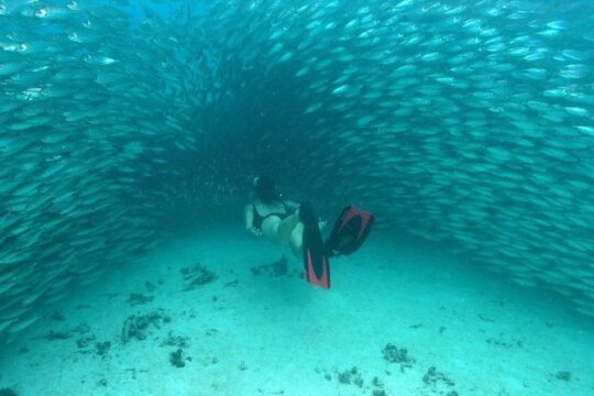 Discover a Mayan Adventure with cenotes & a lagoon. Snorkel & Buffet included.