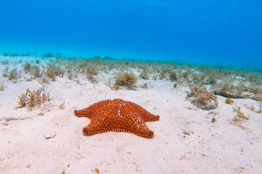 El Cielo the Breathtaking Snorkel Tour of Cozumel Cielito Beach & Lunch Included