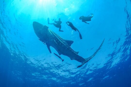 Whale Shark Snorkeling Experience from Cancun and Riviera Maya