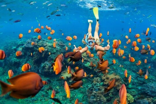 Snorkel in the second largest reef in the world Colorful tour in Puerto Morelos