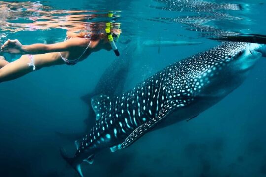 Amazing Whale Shark Snorkel in the Caribbean Sea from Riviera Maya