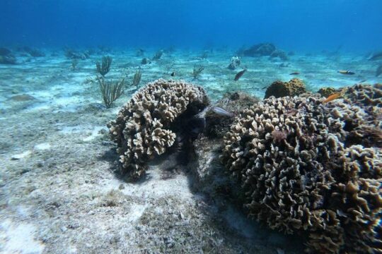 Experience Snorkel Cozumel, swim in the beautiful reef's from Cancun