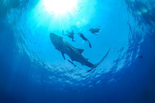 Whale Shark Snorkeling Experience from Cancun and Riviera Maya