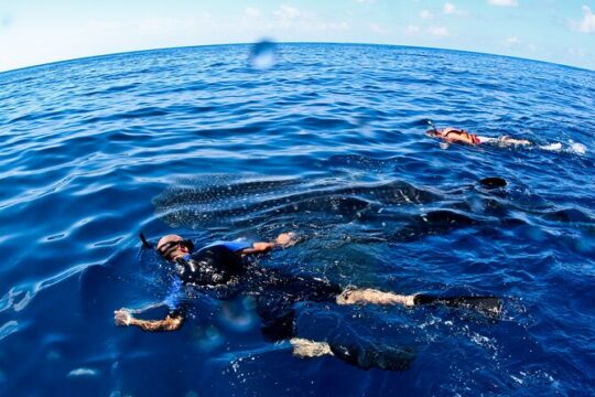 Whale Shark Swim Adventure SMALL GROUP from Cancun