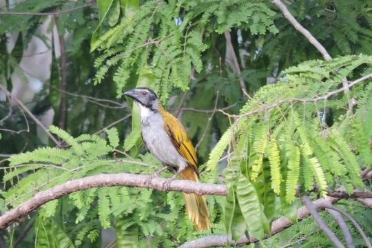 Birdwatching Cancun