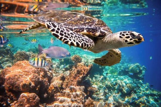 Akumal Turtles, Snorkel Tour from Cancun or Riviera Maya