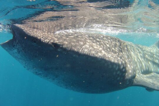 Small-Group Whale Shark and Snorkeling Tour from Cancun