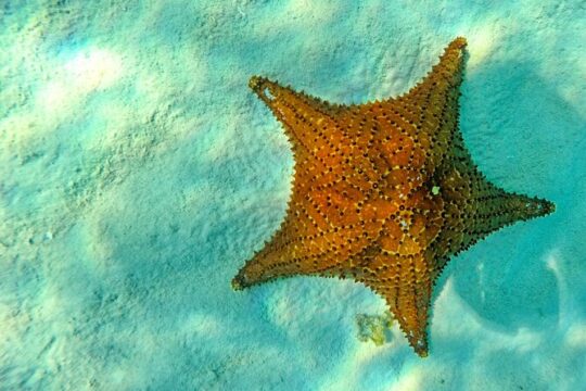 Colorful tour through the underwater world of Cozumel snorkel.Transport included