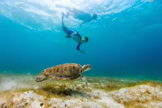 Private Akumal Adventure! Turtle Reef Encounter with Cenote Dive!