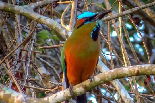 Private Tour: Birdwatching from Cancun