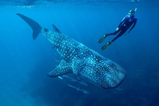 Swimming Expedition Whale Shark Departures from Cancun